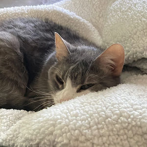 Meet your Posher, Roya